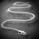 У змей около полутысячи позвонков