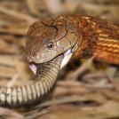Змеи едят себе подобных