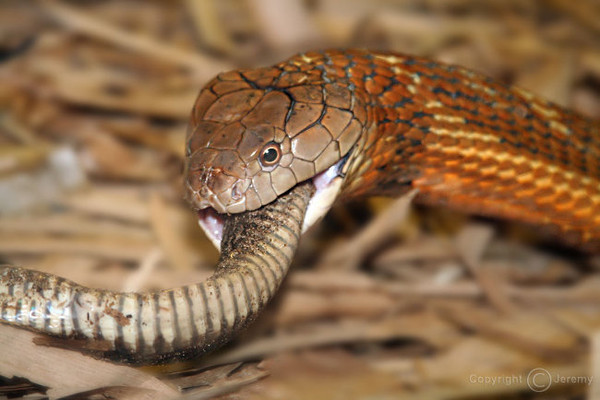 Змеи едят себе подобных