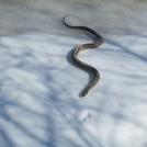 Змеи есть везде