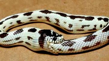 Змеи могут есть сами себя