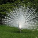 Фото Белый индийский павлин из раздела  /