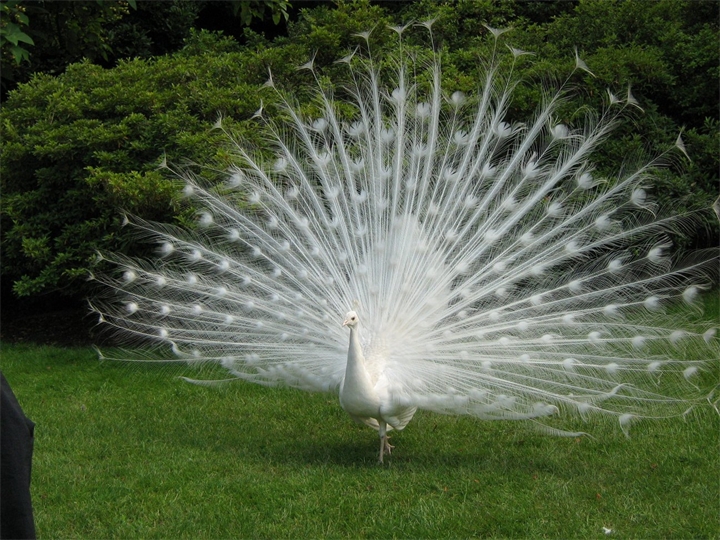 Фото Белый индийский павлин из раздела  /