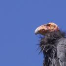 Фото Калифорнийский кондор из раздела /