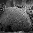 Фото Лучшие снимки дикой природы 2016 года из раздела  /