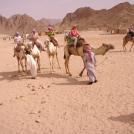 Фото Пустыня Сахара и ее обитатели (8 фото) из раздела  /