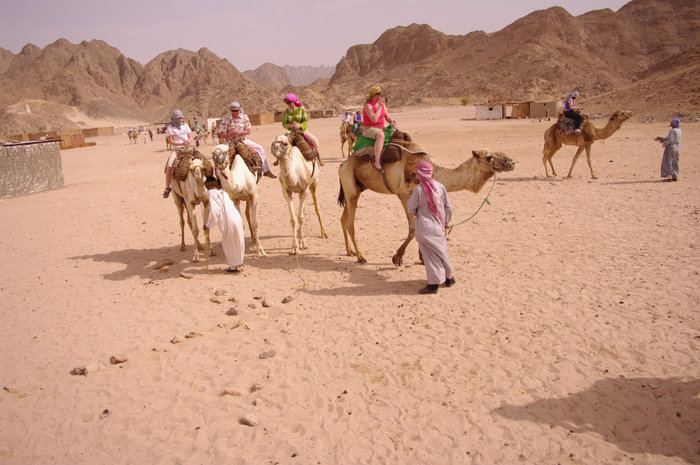 Фото Пустыня Сахара и ее обитатели (8 фото) из раздела  /