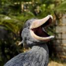 Фото Самые странные и удивительные птицы (часть 1) из раздела  /