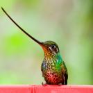 Фото Самые невероятные птицы (часть 2) из раздела  /