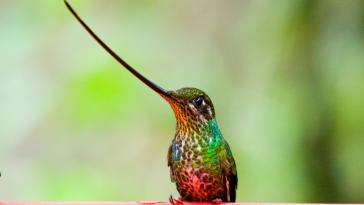 Фото Самые невероятные птицы (часть 2) из раздела  /