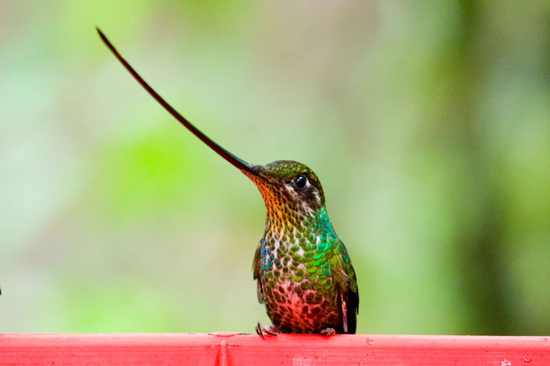 Фото Самые невероятные птицы (часть 2) из раздела  /