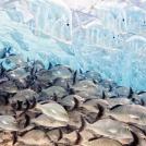 Фото Лучшие снимки дикой природы 2016 года из раздела  /