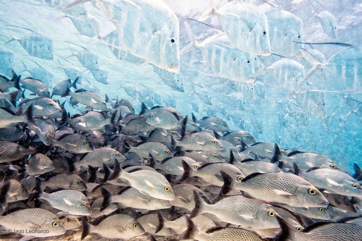 Фото Лучшие снимки дикой природы 2016 года из раздела  /