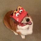 Фото Забавный пес из раздела  /