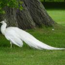 Фото Самые странные и удивительные птицы (часть 1) из раздела  /