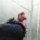 Фото Самые невероятные птицы (часть 2) из раздела  /