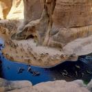 Фото Пустыня Сахара и ее обитатели (8 фото) из раздела  /