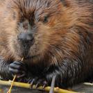 Фото Бобр — животное-символ из раздела /