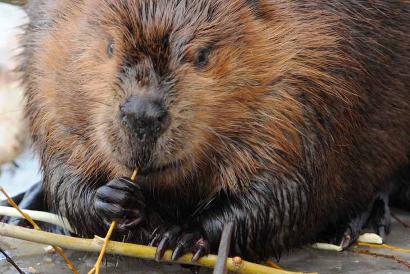 Фото Бобр — животное-символ из раздела  /