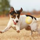 Фото Самые охотничьи собаки: Джек-рассел-терьер из раздела  /