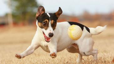 Фото Самые охотничьи собаки: Джек-рассел-терьер из раздела  /