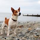 Фото Самые охотничьи собаки: Джек-рассел-терьер из раздела  /