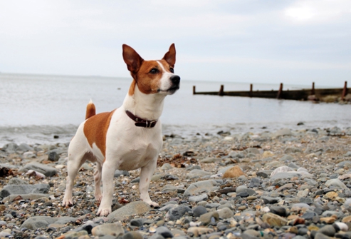 Фото Самые охотничьи собаки: Джек-рассел-терьер из раздела  /