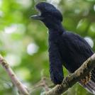 Фото Эквадорская зонтичная птица из раздела  /