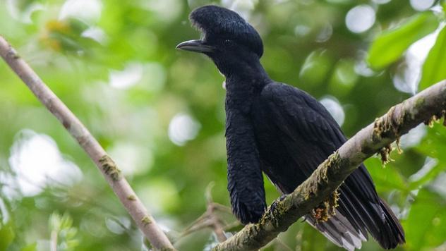 Фото Эквадорская зонтичная птица из раздела  /