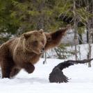 Фото Лучшие снимки дикой природы 2016 года из раздела  /