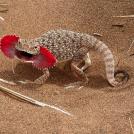 Фото Пустыня Сахара и ее обитатели (8 фото) из раздела /