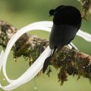 Фото Самые странные и удивительные птицы (часть 1) из раздела  /