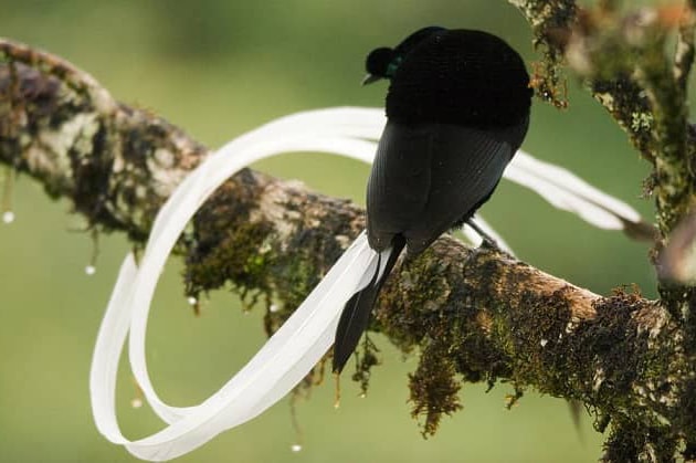 Фото Самые странные и удивительные птицы (часть 1) из раздела  /