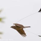 Фото Самые невероятные птицы (часть 2) из раздела  /