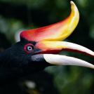 Фото Самые невероятные птицы (часть 3) из раздела  /