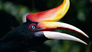 Фото Самые невероятные птицы (часть 3) из раздела  /