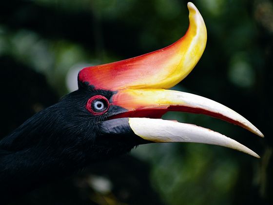 Фото Самые невероятные птицы (часть 3) из раздела  /