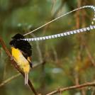 Фото Чешуйчатая райская птица из раздела  /