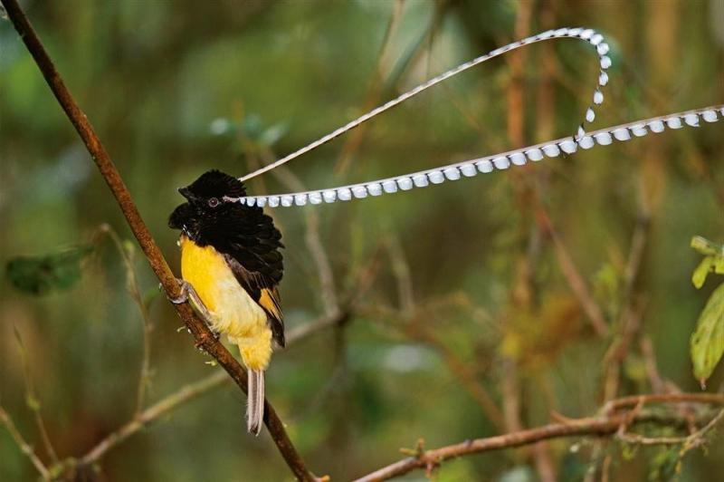 Фото Чешуйчатая райская птица из раздела  /