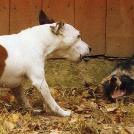 Фото Самые охотничьи собаки: Джек-рассел-терьер из раздела  /