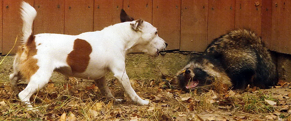 Фото Самые охотничьи собаки: Джек-рассел-терьер из раздела  /