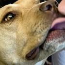 Фото Дети и собаки: лицом к лицу (чудесная подборка из 27 милых фото) из раздела /