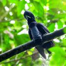 Фото Самые невероятные птицы (часть 3) из раздела  /