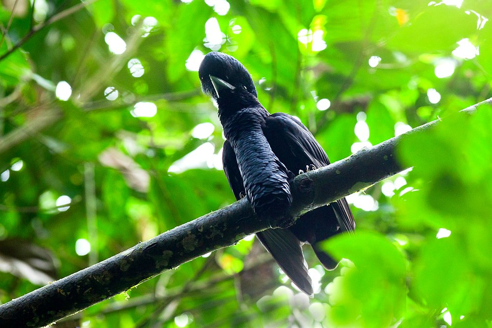 Фото Самые невероятные птицы (часть 3) из раздела  /