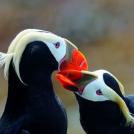 Фото Самые странные и удивительные птицы (часть 1) из раздела  /