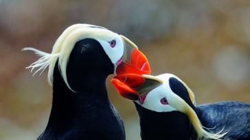 Фото Самые странные и удивительные птицы (часть 1) из раздела  /