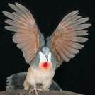 Фото Самые невероятные птицы (часть 2) из раздела  /