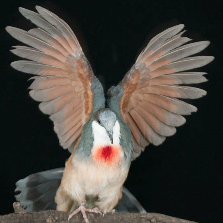 Фото Самые невероятные птицы (часть 2) из раздела  /