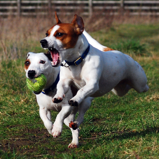 Фото Самые охотничьи собаки: Джек-рассел-терьер из раздела  /