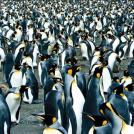 Фото Самые невероятные птицы (часть 3) из раздела  /